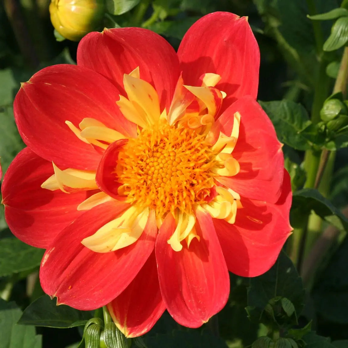 DAHLIA GÉANT OLYMPE 