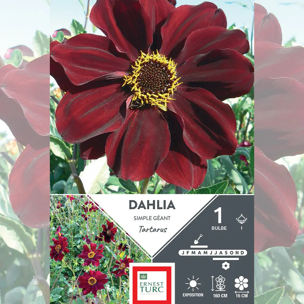 DAHLIA GÉANT TARTARUS 