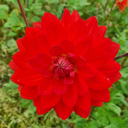 DAHLIA HEATWAVE 