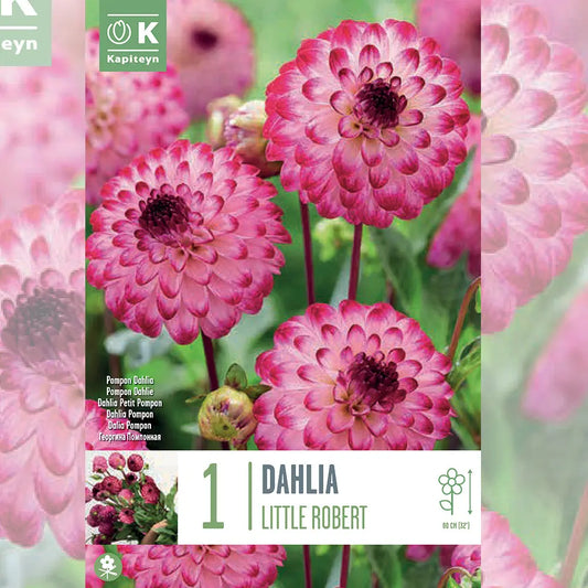 DAHLIA LITTLE ROBERT 