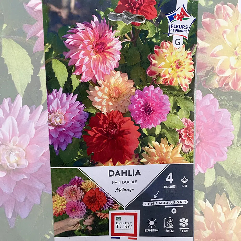 DAHLIA NAIN DOUBLE MÉLANGE 