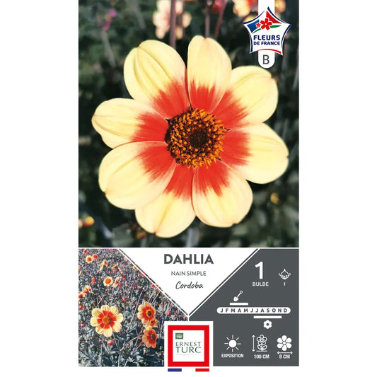 Le dahlia nain simple Cordoba offre une floraison abondante aux teintes jaune orangé.