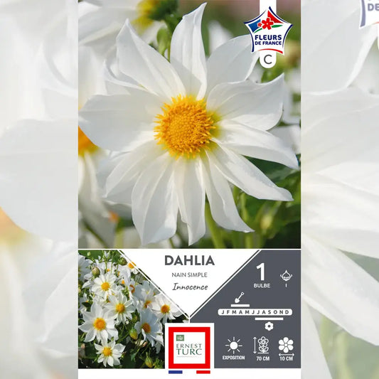 DAHLIA NAIN SIMPLE INNOCENCE 