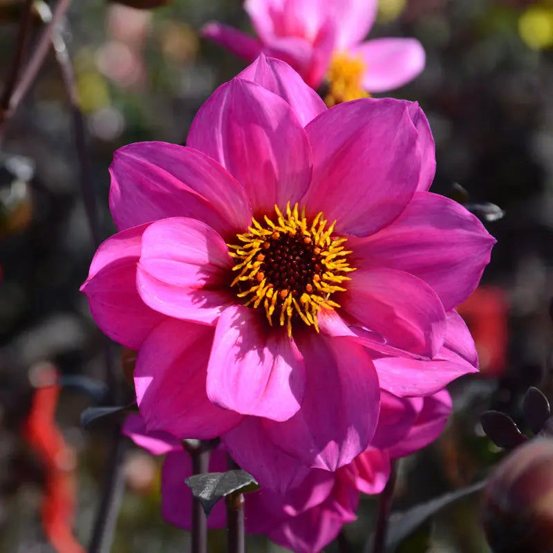 DAHLIA NAIN SIMPLE NIRVANA AB 