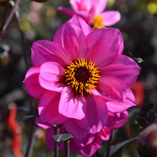 DAHLIA NAIN SIMPLE NIRVANA AB 