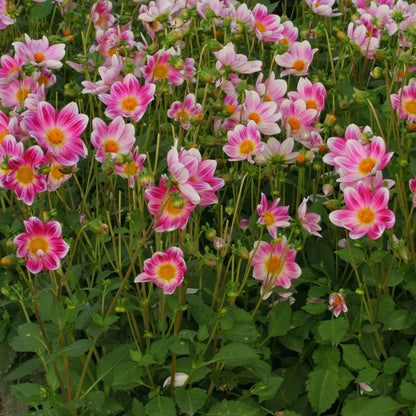 DAHLIA NAIN SIMPLE P'TIT COQUIN AB 