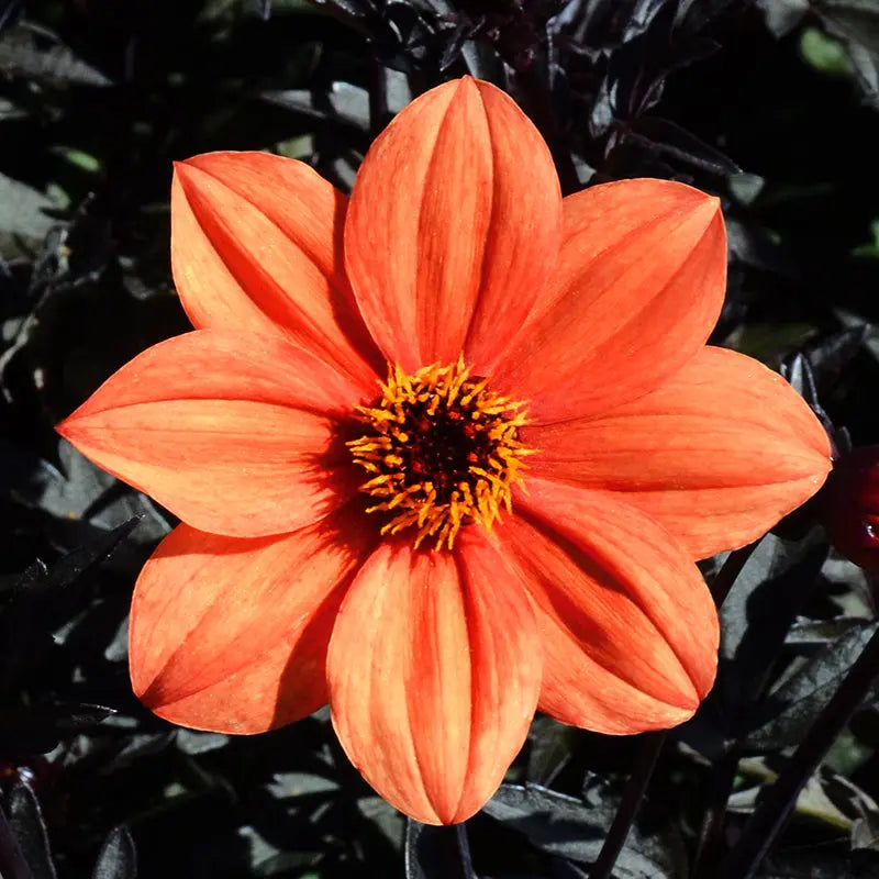 DAHLIA NAIN SIMPLE SIENNA & BLACK AB 