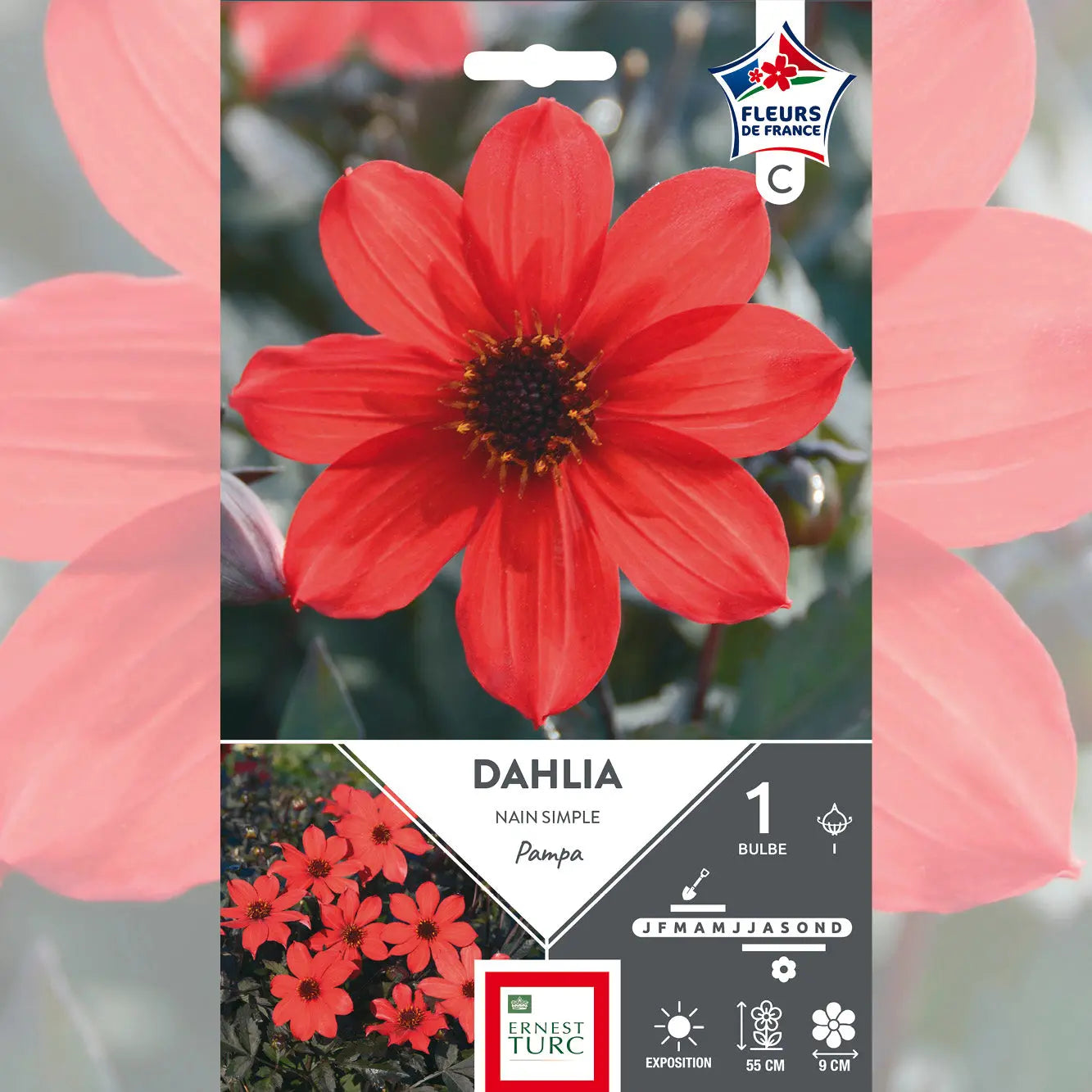 DAHLIA PAMPA 