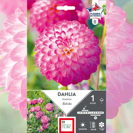 DAHLIA POMPON KALINKA FDF 