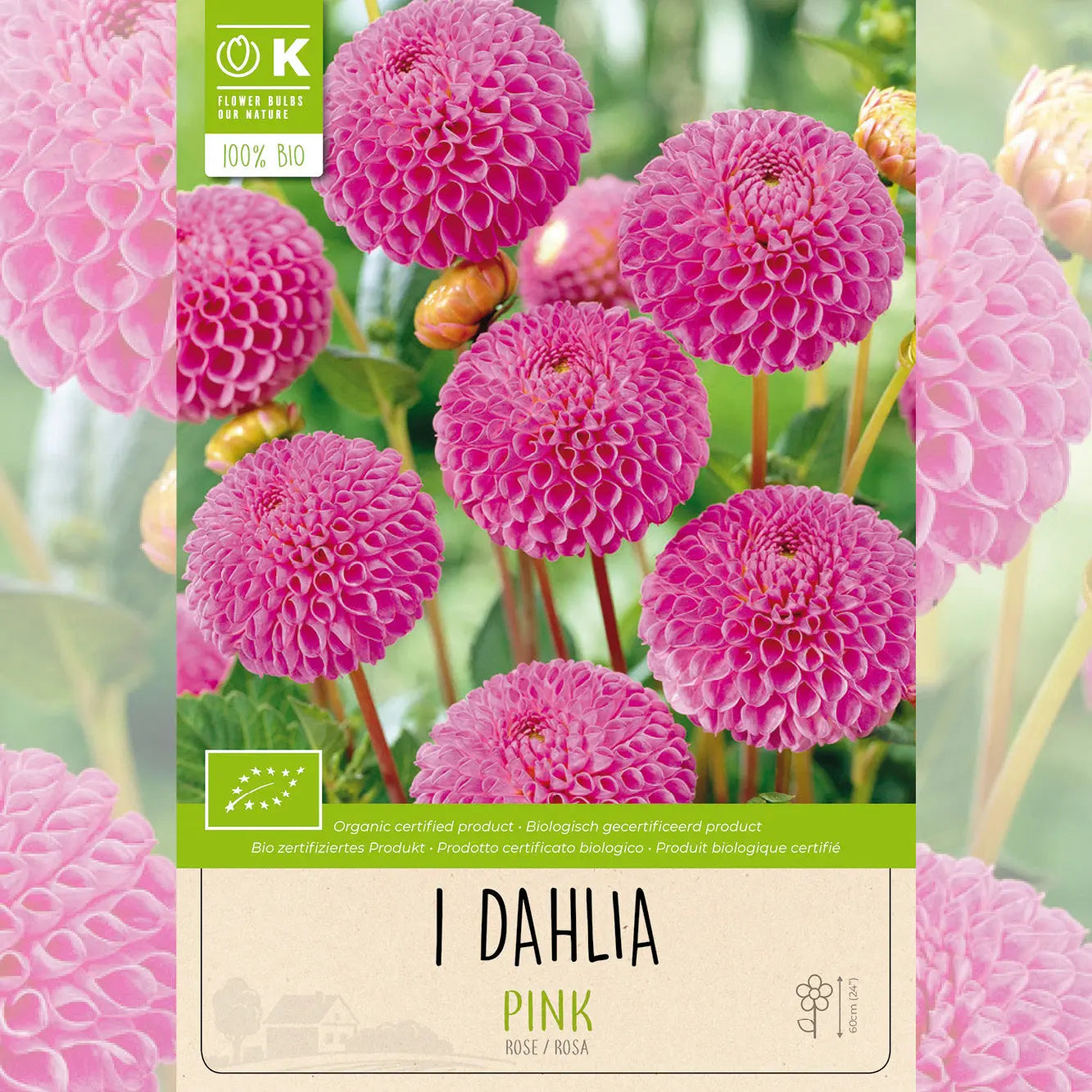 DAHLIA POMPON ROSE AB