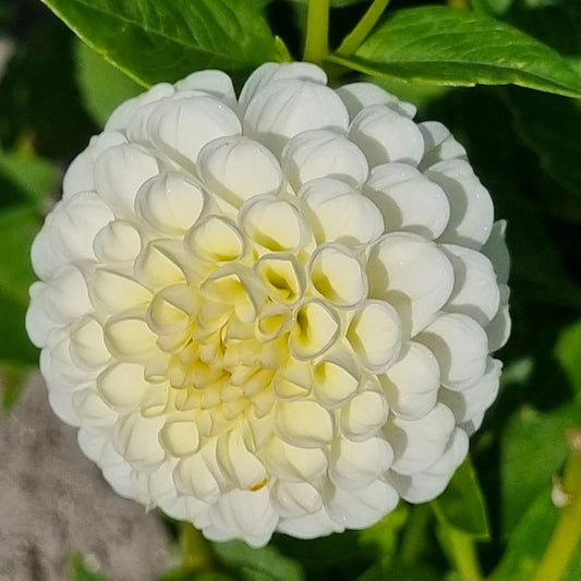 DAHLIA POMPON SNOWFLAKE AB 