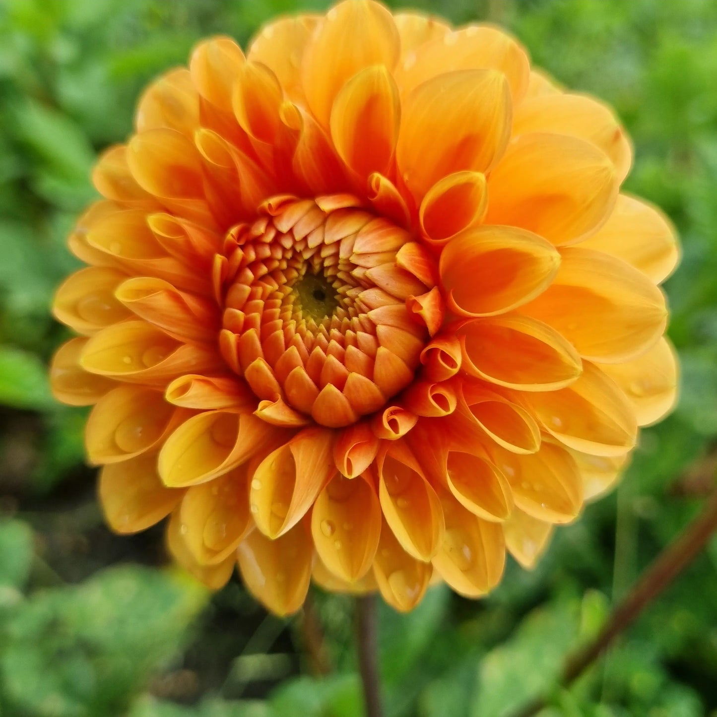 DAHLIA POMPON SYLVIA AB 