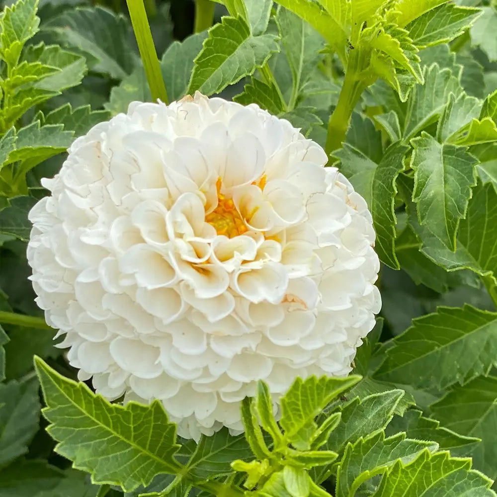 DAHLIA POMPON VILLA BLANCA 
