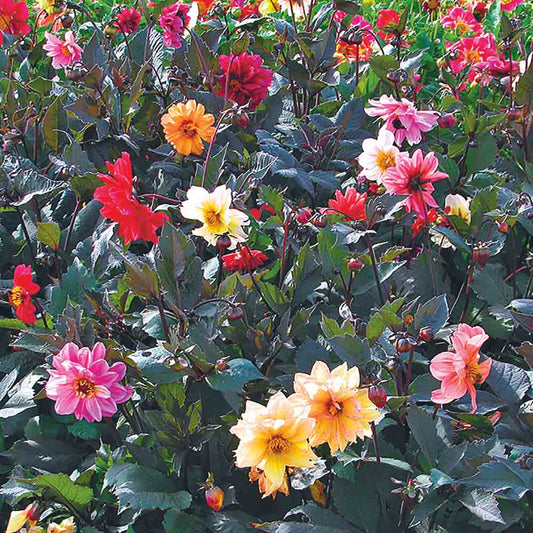 DAHLIA RED SKIN VARIE NT 