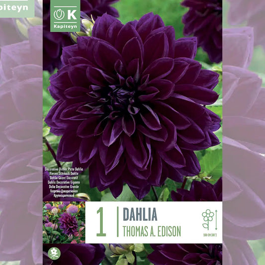 DAHLIA THOMAS A. EDISON 