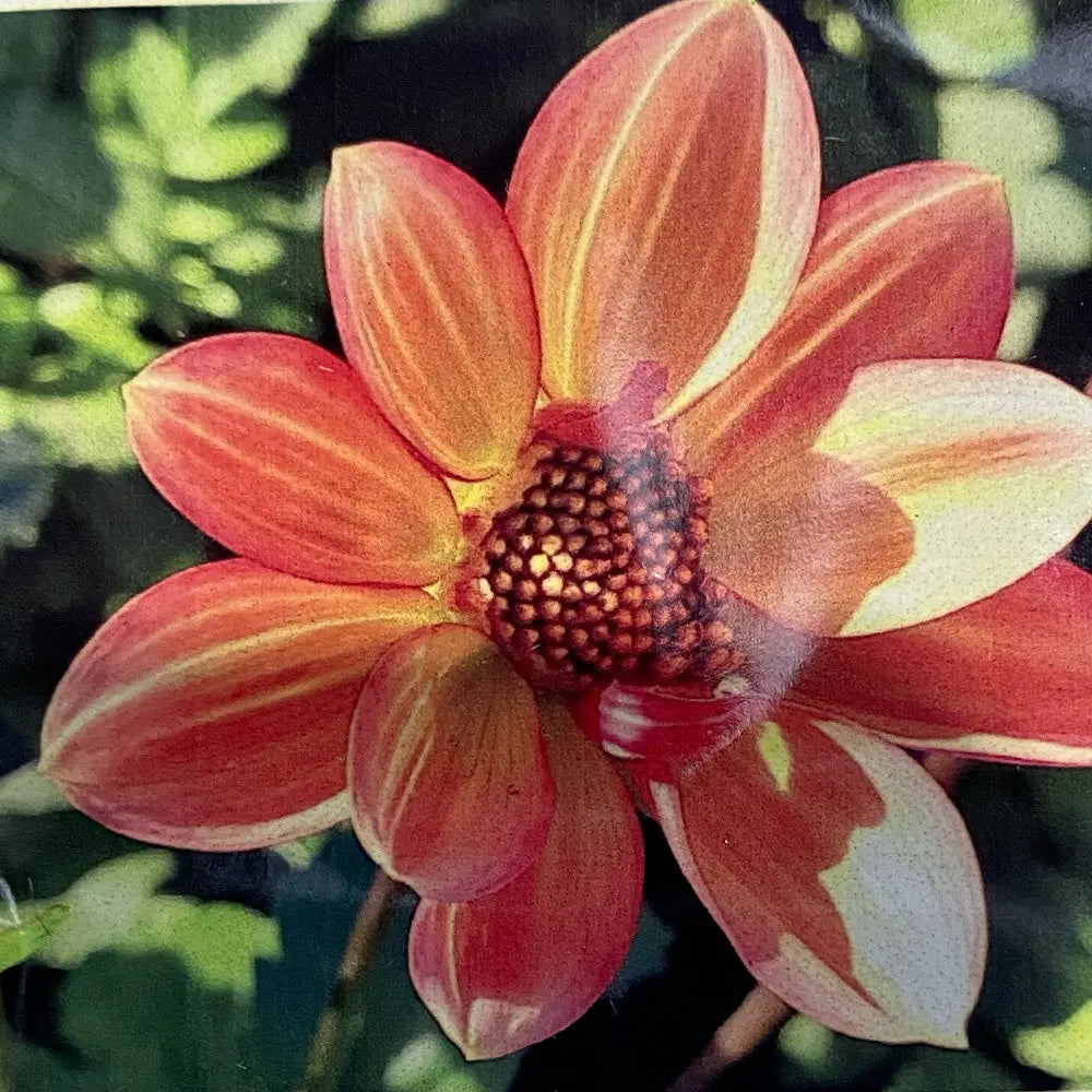 DAHLIA TOPMIX  APRICOT AB 
