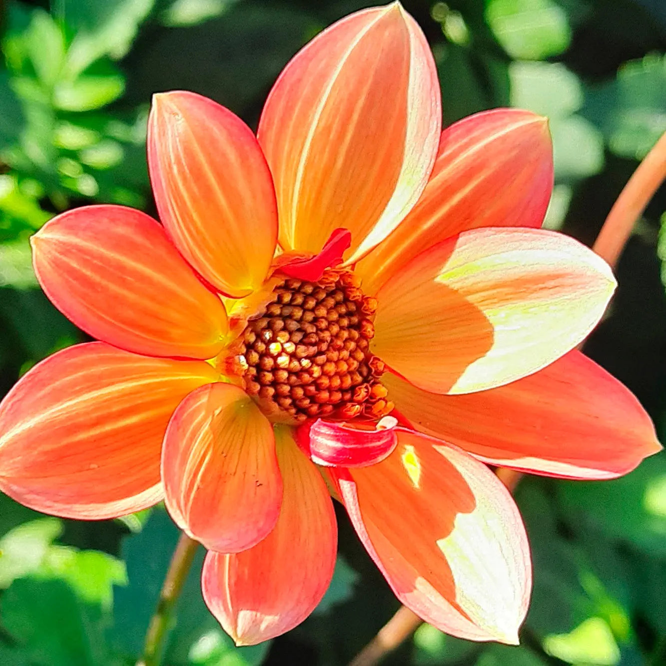 DAHLIA TOPMIX APRICOT AB 