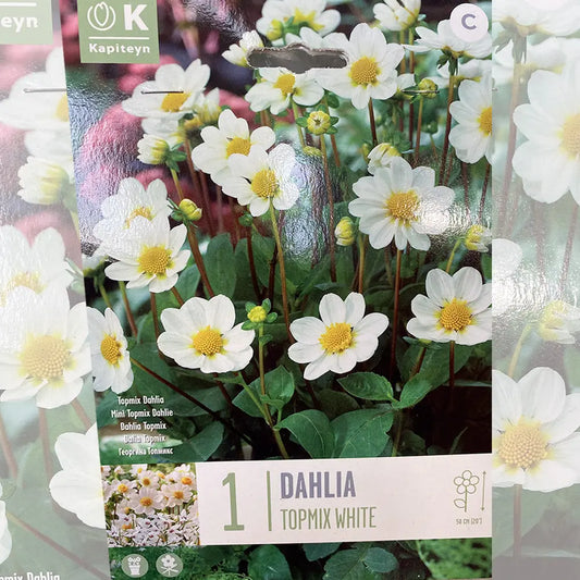 DAHLIA TOPMIX BLANC 