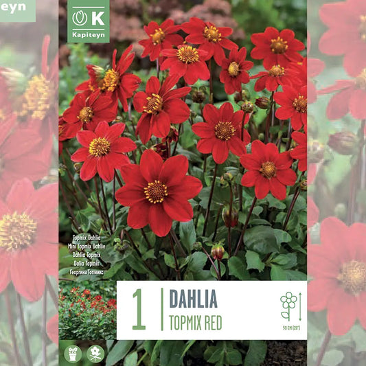 DAHLIA TOPMIX ROUGE 