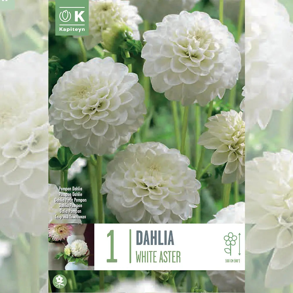 DAHLIA WHITE ASTER 