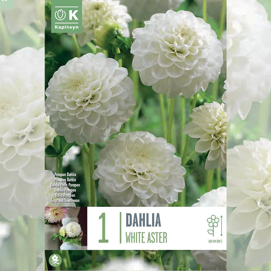 DAHLIA WHITE ASTER 