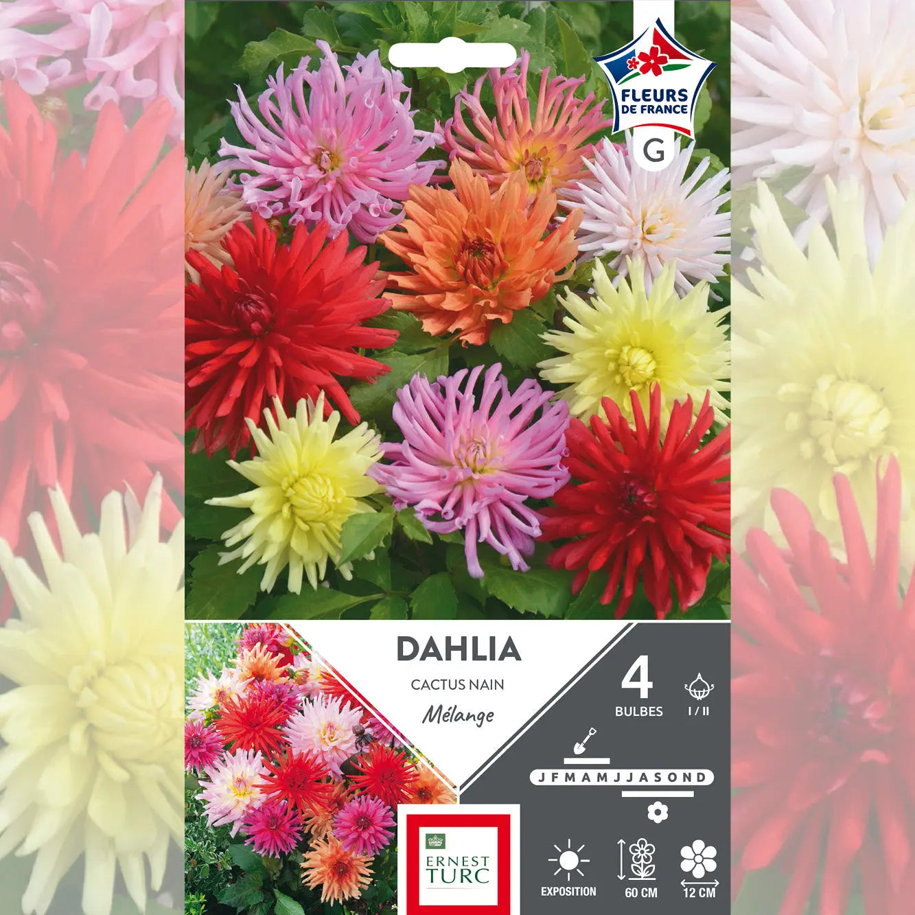 DAHLIAS NAIN CACTUS EN MELANGE 