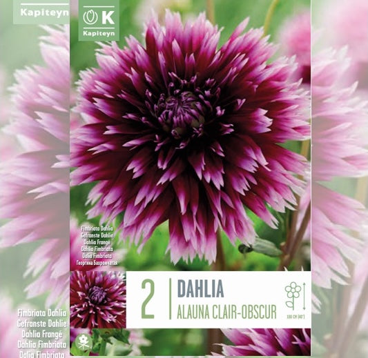 DAHLIA CACTUS SPIDER ALAUNA CLAIR OBSCUR