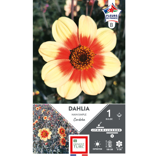 Le dahlia nain simple Cordoba offre une floraison abondante aux teintes jaune orangé.