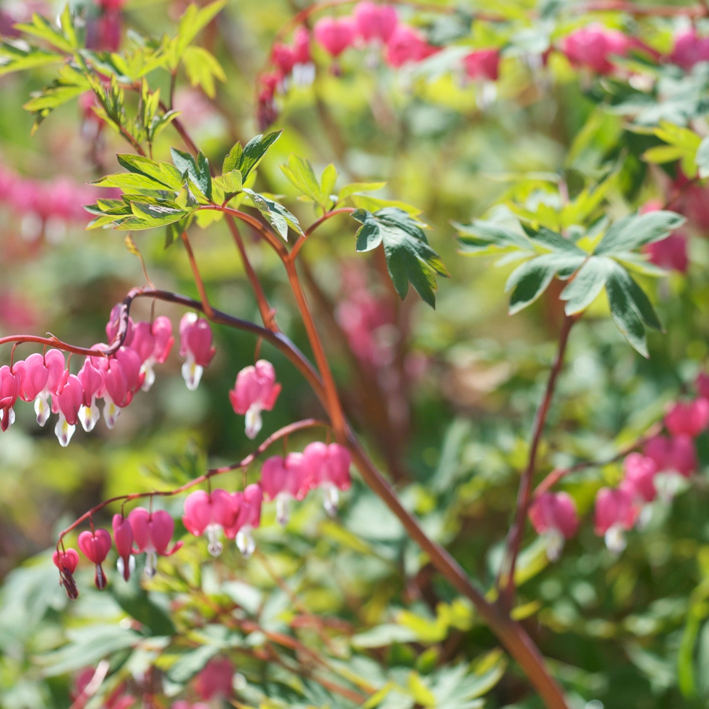 DICENTRA SPECTABILIS ALBA HERZ MARIAS