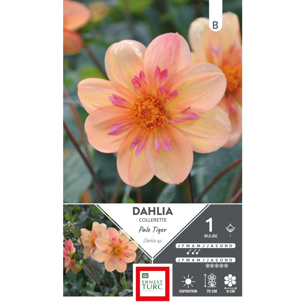 Dahlia orange chaud et nuancé