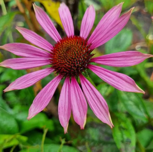 ECHINACEA PURPUREA MAGNUS AB 