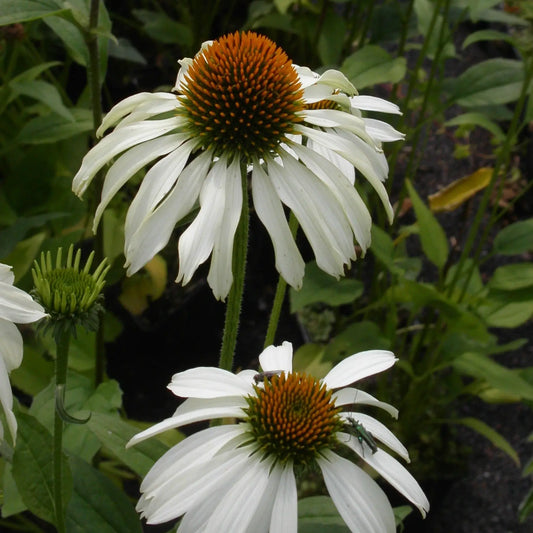ECHINACEA WHITE SWAN AB 