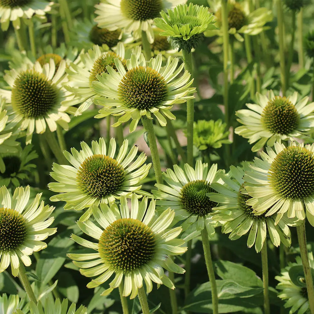 ECHINACEE ALAN'S PRIDE AB 