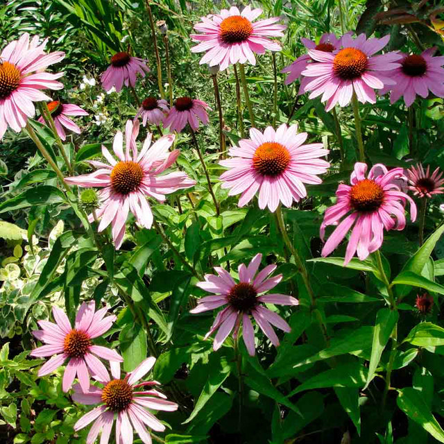 Plantes ornementales