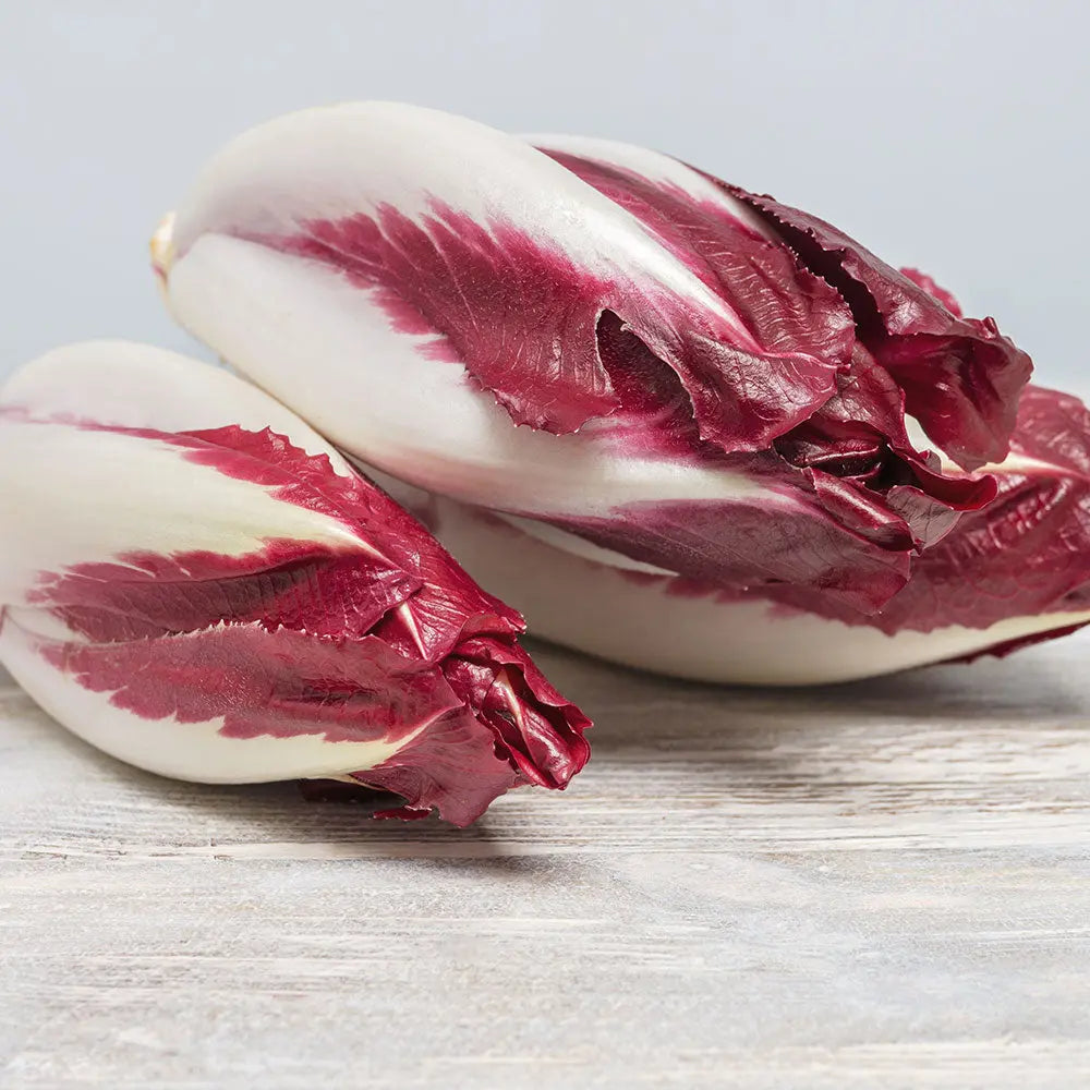 ENDIVE ROUGE NT (Racines) 