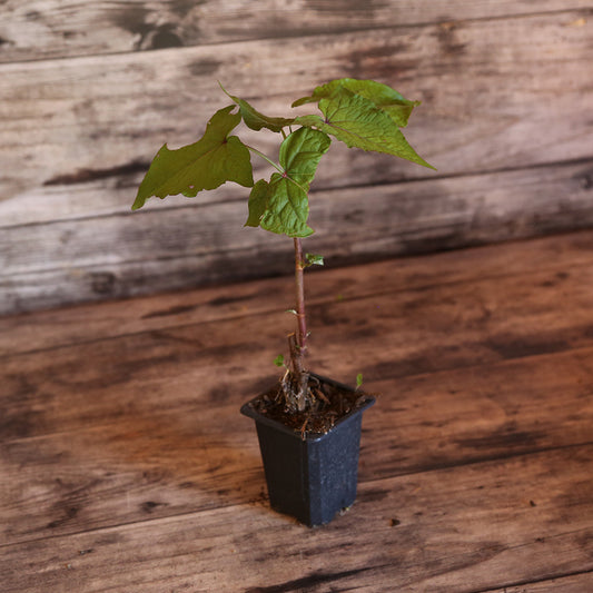 EPINARD ARBUSTIF OU SARRASIN VIVACE AB - PLANT 