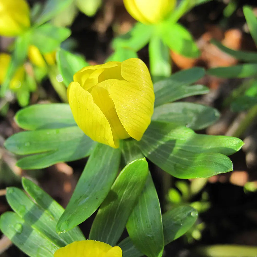 ERANTHIS CILICICA  AB 