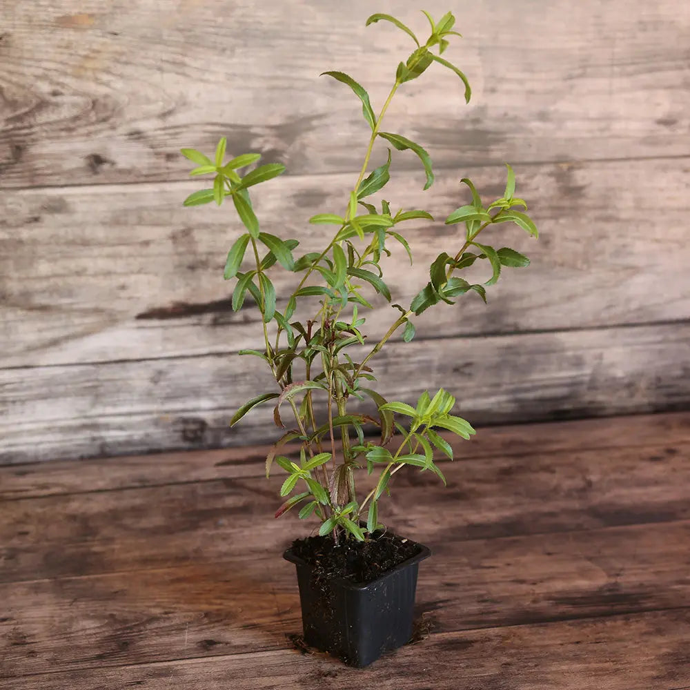 ESTRAGON DU MEXIQUE AB - PLANT 