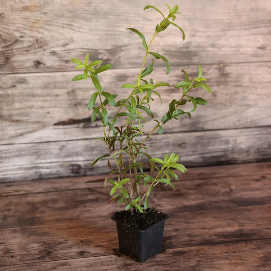 ESTRAGON DU MEXIQUE AB - PLANT 