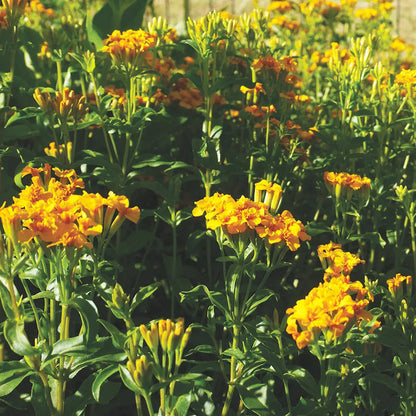ESTRAGON DU MEXIQUE AB - PLANT 