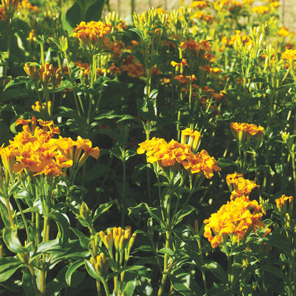 ESTRAGON DU MEXIQUE AB - PLANT 