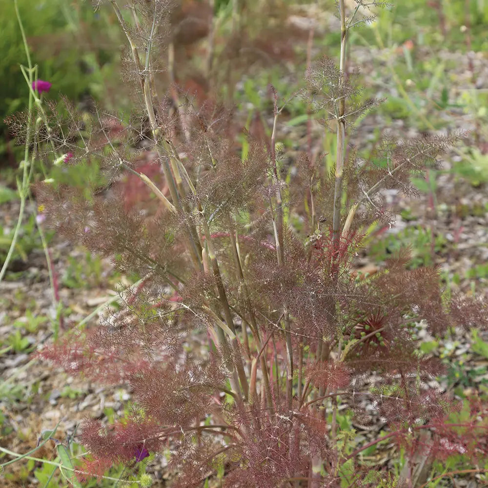 FENOUIL BRONZE AB - PLANT 