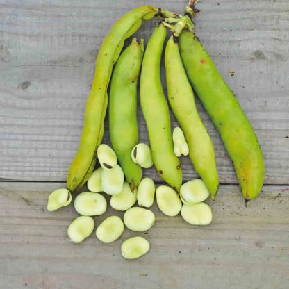FEVE AGUADULCE A TRES LONGUE COSSE AB 80 g 