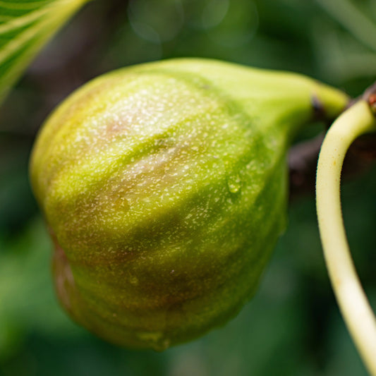 FIGUIER GOUTTE D´OR AB - PLANT 