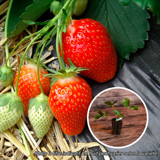 FRAISIER SENGA® 'Sengana' AB - MOTTE 