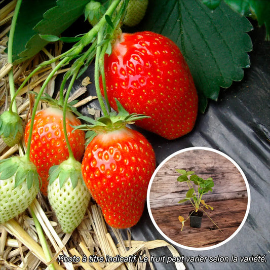 FRAISIER CANTALISS AB - PLANT 