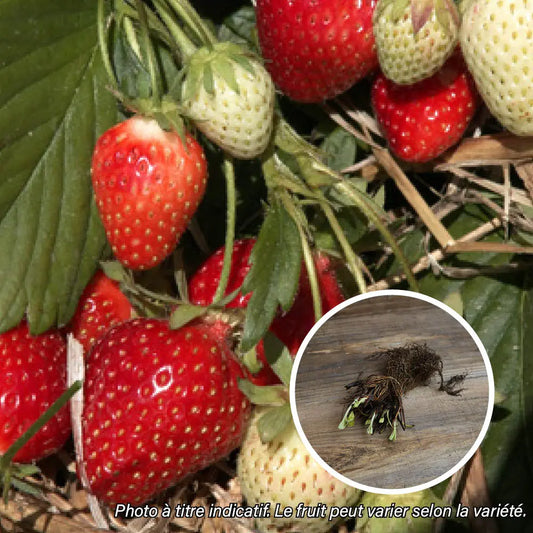 FRAISIER CANTALISS AB lot de 13 plants racines nues 