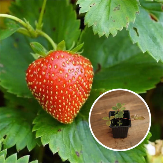 FRAISIER CHARLOTTE AB - PLANT 