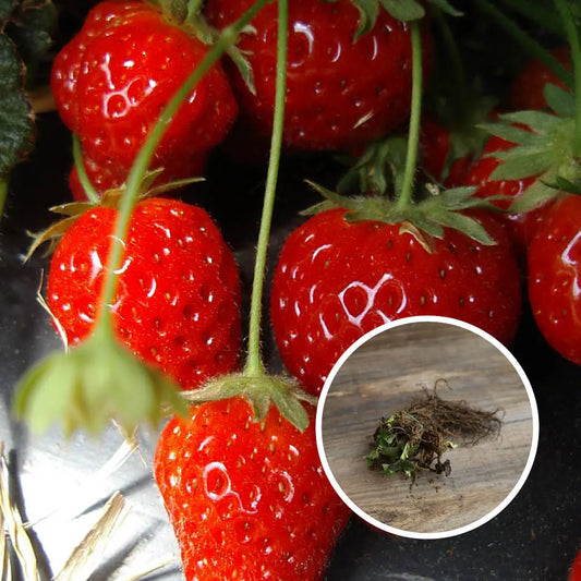 FRAISIER CIJOSEE AB lot de 13 plants en racines nues 