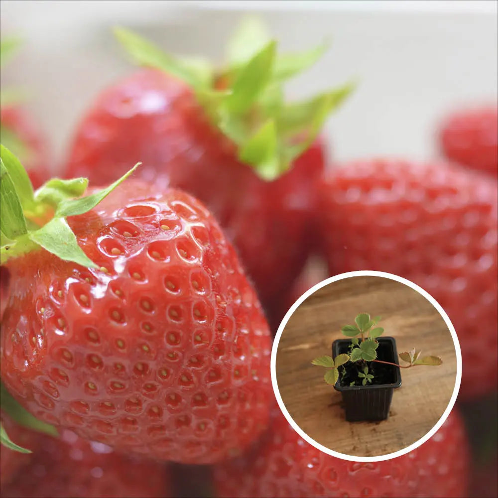 FRAISIER CIRAFINE AB - PLANT 